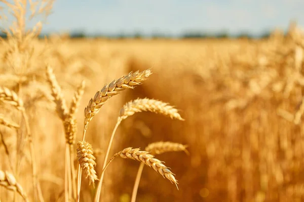 Mavi Gökyüzü Olan Buğday Tarlası Resmi Yaz Günü — Stok fotoğraf