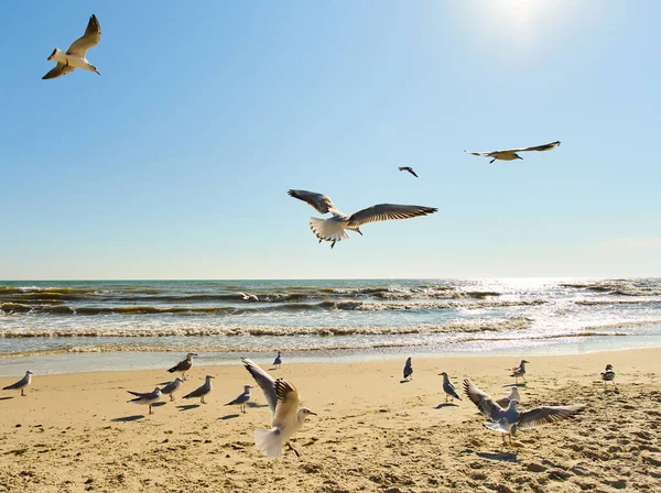 갈매기 떼가해 상공을 날에는 해변의 뒤쪽에 갈매기가 있습니다 바다와 모래를 — 스톡 사진