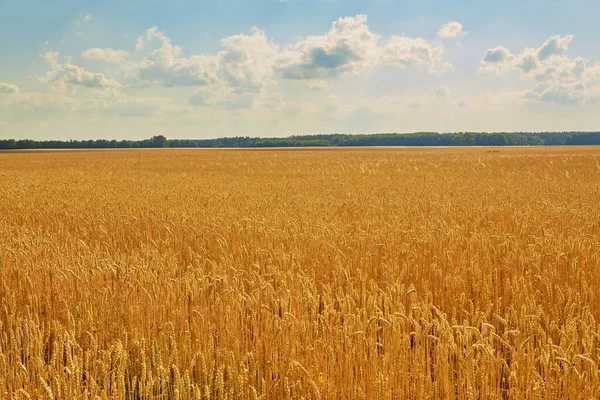 Sommerlandschaft Gelbes Weizenfeld Und Dunkelblauer Himmel — Stockfoto