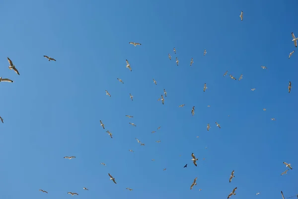 Stormo Gabbiani Uno Sfondo Cielo Blu — Foto Stock