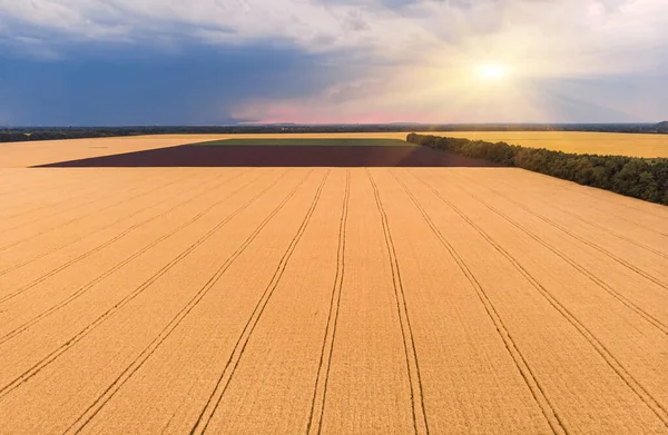 Luftaufnahme Der Weizenfelder Weizenfelder Aus Der Höhe Blick Von Oben — Stockfoto