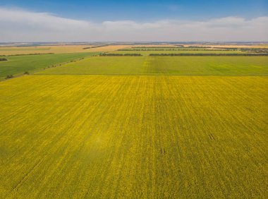 Ayçiçeği tarlasında ayçiçekleri. Doğal arkaplan