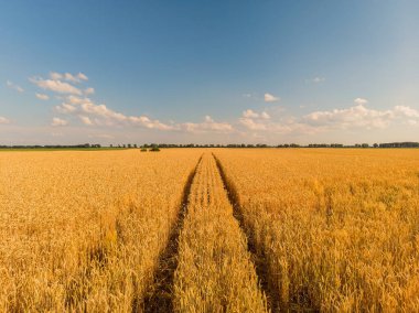 Buğday tarlası ekinlerinin havadan manzarası