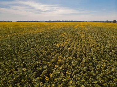 Idyllic sarı ayçiçeği tarlası gün ışığında. Ukrayna 'nın yeri, Avrupa. Ekoloji konseptinin fotoğrafı. Mükemmel doğal duvar kağıdı. İnsansız hava aracı fotoğrafçılığının doku resmi.