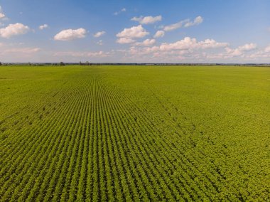 Ayçiçeği tarlası. Tarım alanlarının havadan görünüşü, çiçek açan yağ tohumu. Üst görünüm.