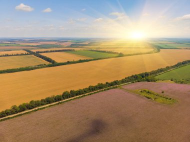 Drone uçuş olgun çavdar kulakları alanın üzerinde