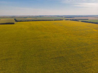 Ayçiçeği tarlasında ayçiçekleri. Doğal arkaplan