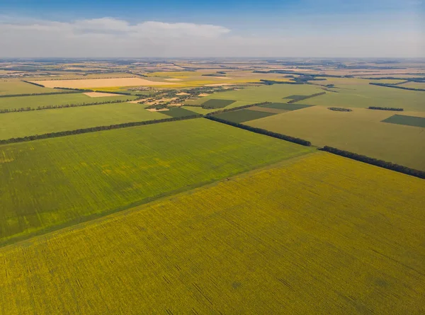 Sonnenblumenfeld Luftaufnahme Von Landwirtschaftlichen Feldern Mit Blühenden Ölsaaten Ansicht Von — Stockfoto