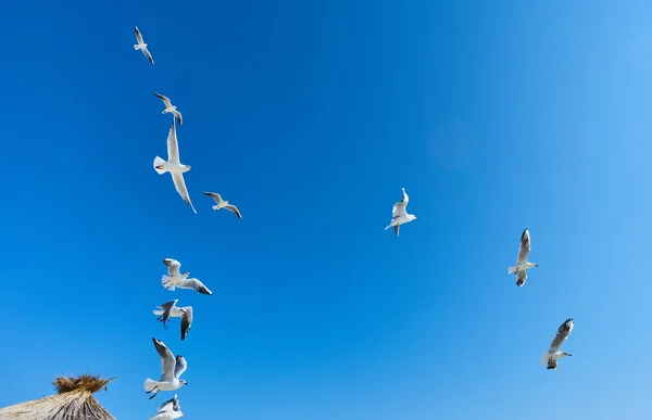 Close Grupo Grandes Gaivotas Brancas Voando Céu Azul Nuvem Pássaros — Fotografia de Stock