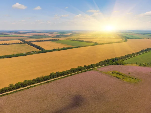 Drohnenflug Über Dem Feld Der Reifen Roggen Ähren — Stockfoto