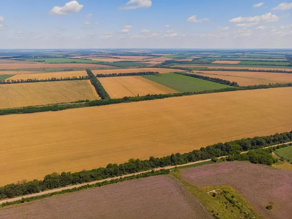 Luftbild Der Sommerbauernhof Weizen Feldfrüchte — Stockfoto