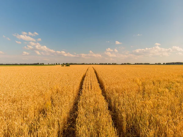 Aerial Landscape Summer Farm Wheat Field Harvest Crops — Stock Photo, Image