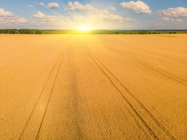 Drone Volo Sopra Campo Maturo Orecchie Segale — Foto Stock