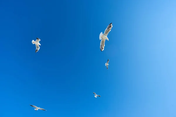 Flock Fåglar Himlen Solig Dag — Stockfoto