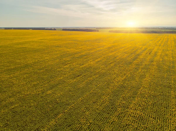 Sonnenblumenfeld Luftaufnahme Von Landwirtschaftlichen Feldern Mit Blühenden Ölsaaten Ansicht Von — Stockfoto