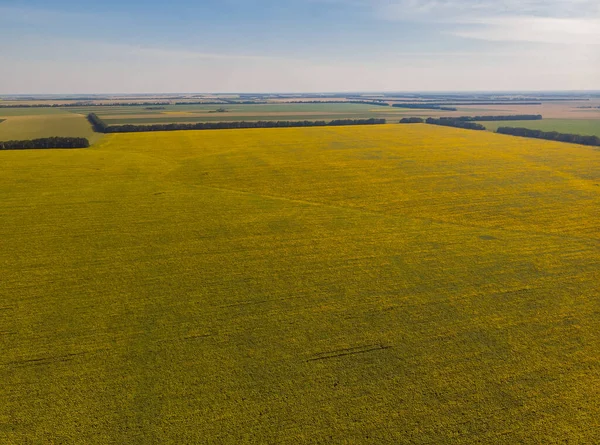 Sonnenblumen Einem Sonnenblumenfeld Natürlicher Hintergrund — Stockfoto