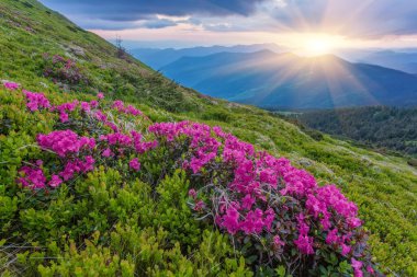 Rhododendron çiçekleri yaz mevsiminde dağları kaplamıştı. Ön planda parlayan turuncu gün ışığı. Peyzaj fotoğrafçılığı