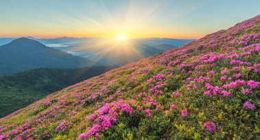 Orman çiçekleri olan yaz manzarası. Dağlarda güzel bir gökyüzü ile akşam. Pembe çiçeklerin olduğu bir yer. Renk tonu