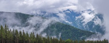 Sisli arazideki güzel sis dağlarının görkemli manzarası. Dramatik sıradışı sahne. Seyahat geçmişi. Güzellik dünyasını keşfediyorum. Karpat Dağları. Ukrayna. Avrupa.