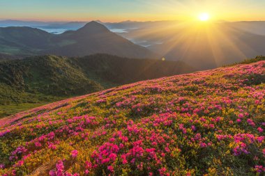 Yaz dağ sihirli pembe ormangülü çiçek
