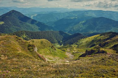 Alplerde yeşil çayırlar, çiçek açan çiçekler ve arka planda karla kaplı dağ tepeleri olan Idyllic manzarası.