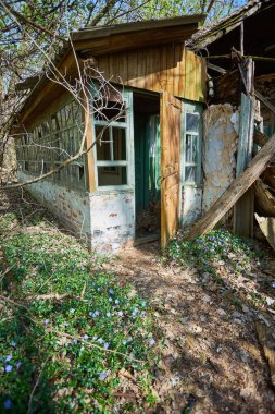 terk edilmiş evde Chernobyl dışlama bölgesi sarı başladı vahşi bitkiler ile büyümüş