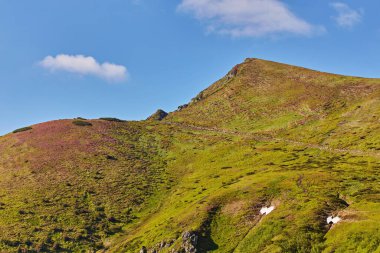Alplerde yeşil çayırlar, çiçek açan çiçekler ve arka planda karla kaplı dağ tepeleri olan Idyllic manzarası.