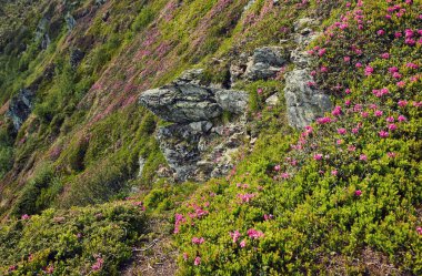 alan dağlarda yaz aylarında çiçek açan papatyalar