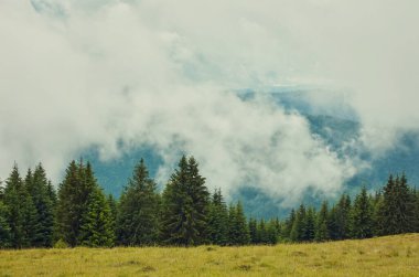 Alplerde yeşil çayırlar, çiçek açan çiçekler ve arka planda karla kaplı dağ tepeleri olan Idyllic manzarası.
