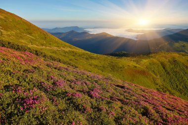 Orman çiçekleri olan yaz manzarası. Dağlarda güzel bir gökyüzü ile akşam. Pembe çiçeklerin olduğu bir yer. Renk tonu