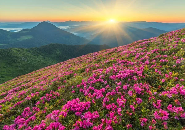 Orman çiçekleri olan yaz manzarası. Dağlarda güzel bir gökyüzü ile akşam. Pembe çiçeklerin olduğu bir yer. Renk tonu
