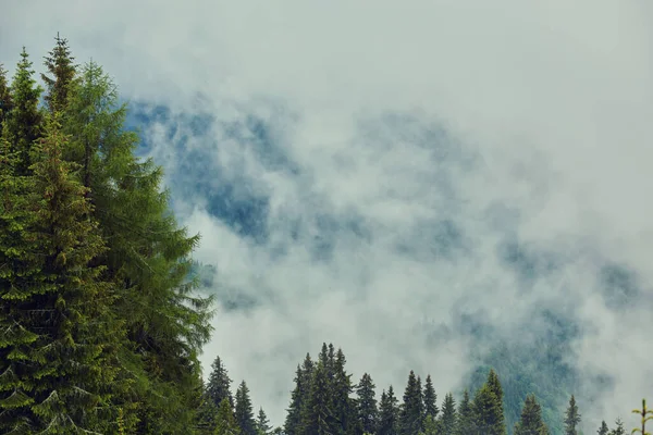 Árvores Nevoeiro Manhã Montanha Árvores Abeto — Fotografia de Stock