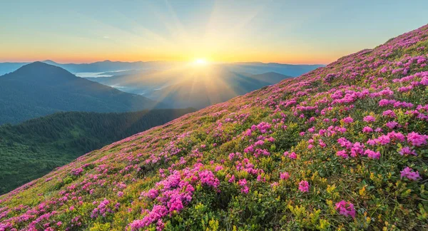 Orman çiçekleri olan yaz manzarası. Dağlarda güzel bir gökyüzü ile akşam. Pembe çiçeklerin olduğu bir yer. Renk tonu