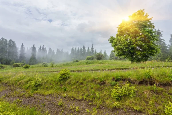 Панорамный Вид Идиллические Горные Пейзажи Альпах Свежими Зелеными Лугами Цвету — стоковое фото