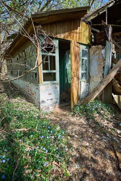 Elhagyott Ház Benőtt Vadon Élő Növények Sárga Kezdődött Chernobyl Kizárását — Stock Fotó
