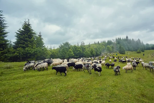 파노라마와 필드는 Carpathians의 가축에서 산에서 우유와 농업에 — 스톡 사진