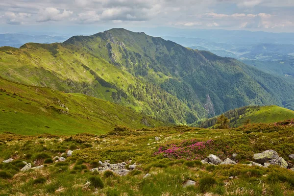 Paisaje Idílico Los Alpes Con Prados Verdes Frescos Flores Florecientes —  Fotos de Stock