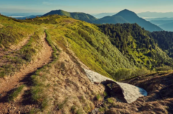 Alplerde yeşil çayırlar, çiçek açan çiçekler ve arka planda karla kaplı dağ tepeleri olan Idyllic manzarası.