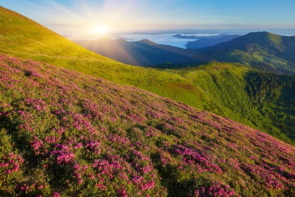 Rhododendron çiçekleri yaz mevsiminde dağları kaplamıştı. Ön planda parlayan turuncu gün ışığı. Peyzaj fotoğrafçılığı