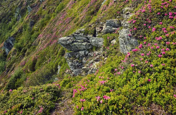 Bereich Der Gänseblümchen Blühen Den Bergen Sommer — Stockfoto