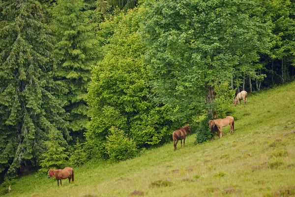 Cavalos Pastando Uma Montanha Luz Manhã Com Neblina Fundo Paisagem — Fotografia de Stock