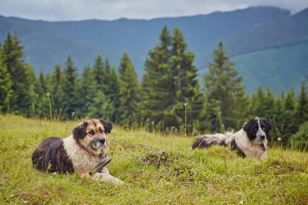 两个牧羊人躺在美丽的风景中 山间牧羊犬 — 图库照片