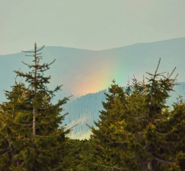 Regenbogenlandschaft Kiefernwald Mit Bergen Und Bewölktem Himmel Hintergrund — Stockfoto