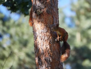 Yaşlı bir ağacın gövdesinde tüylü kuyruklu iki sincap. Şehir parkındaki sincaplar ağaçların arasında koşuyor. Kızıl sincaplar birbirleriyle oynarlar..