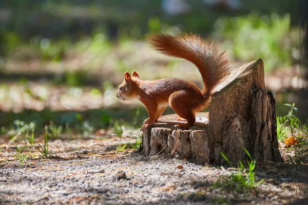Squirrel Sitting Ground Squirrel Nature Squirrel Portrait — Stock Photo, Image