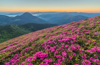 Yaz dağ sihirli pembe ormangülü çiçek