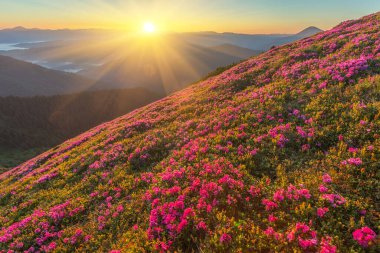 Orman çiçekleri olan yaz manzarası. Dağlarda güzel bir gökyüzü ile akşam. Pembe çiçeklerin olduğu bir yer. Renk tonu