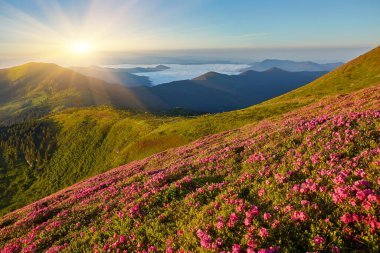 Yaz dağ sihirli pembe ormangülü çiçek