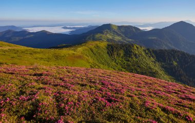 Rhododendron çiçekleri yaz mevsiminde dağları kaplamıştı. Ön planda parlayan turuncu gün ışığı. Peyzaj fotoğrafçılığı