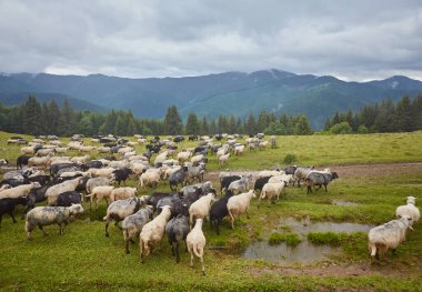 Gün batımında bir tepede otlayan koyun sürüsü..